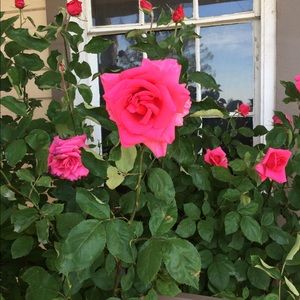 Meet your Posher, Juan